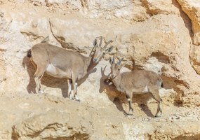 Poszter 66,5x46,5cm Núbiai ibexek, Assaf Frank