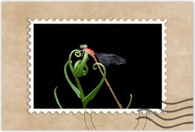 Poszterek 60x40 Szitakötő a zöld levélen