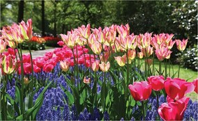 Fotótapéta Tulipánok és zafír vinil 368x254 Virágok a nappaliba +ragasztó