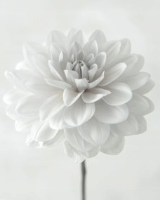 Poszter 40x50cm Dália virág fehér alapon, Assaf Frank