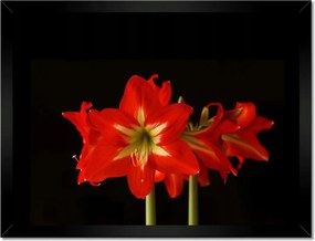 Poszterek keretben 40x30 Amarillisz