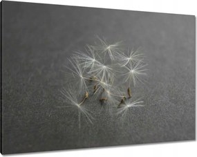 Vászonkép 100x70 Pitypang Virág Virágok