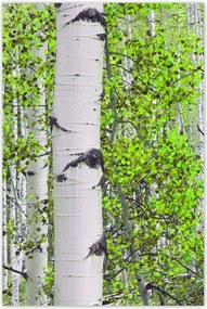 Poszterek 80x120 Tavaszi zöld