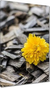 Vászonkép 80x120 Tej a faaprítékon