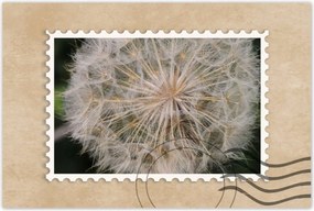 Poszterek 120x80 Pitypang Virág Virágok