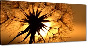 Vászonkép 120x60 Pitypang Virág Virágok