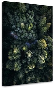 Gario Vászonkép Magas fák - Nikita Abakumov Méret: 40 x 60 cm