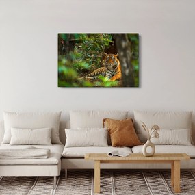 Pihenő tigris képe (90x60 cm)