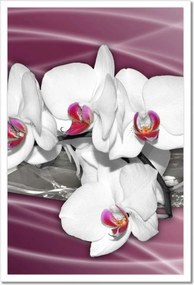 Poszterek keretben 40x60 Fehér orchideák rózsaszín alapon