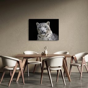 Üveg kép - Snow Leopard (70x50 cm)
