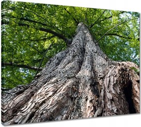 Vászonkép 50x40 Fa Fák Kilátás