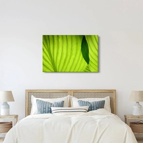 Kép - Zöld levél részlete (90x60 cm)