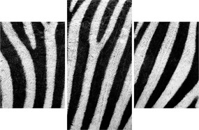 Kép egy zebra bőrről (90x60 cm)
