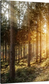 Nyírfák Napfák Vászonkép Reggel 70x120 cm