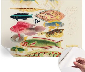 Öntapadós Dekoratív Fotótapéta Hálószobába Színes halak 312x219 cm
