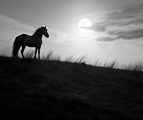 Poszter 60x50cm Holdőrség