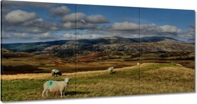 Vászonkép 120x60 Bárányok a legelőn