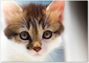 Lacobel szekrények a konyhában Kis macska Ragasztó Ingyenes