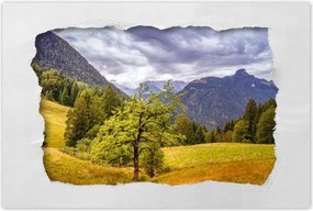 Poszterek 60x40 Fa az égig