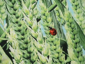 Mikroszálas ágyneműhuzat POSANA zöld Ágyneműhuzat mérete: 2 db 70 x 80 cm | 160 x 200 cm