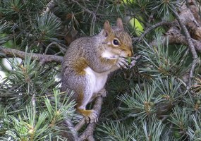 Poszter 66,5x46,5cm Mókus, Assaf Frank