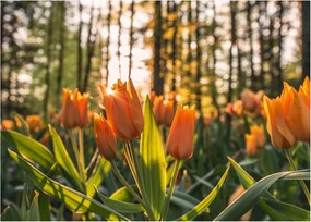 Narancssárga tulipán képe (üvegen) (70x50 cm)