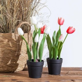 Művirág (magasság 31 cm) Tulips – Ixia