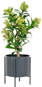Skimmia fa műnövény 75 cm
