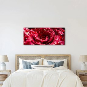 Vörös rózsa virágzata képe (120x50 cm)