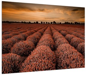 Virágos mező képe (70x50 cm)