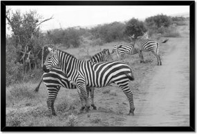 Poszterek keretben 60x40 Zebra