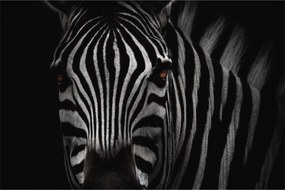 Zebra képe (90x60 cm)