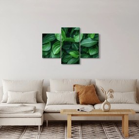 Kép - Zöld levelek (90x60 cm)
