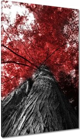 Vászonkép 80x120 mamutfenyő Magas fa