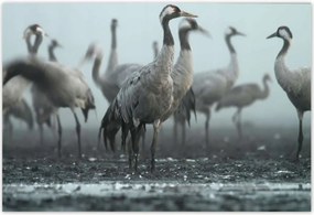 Poszterek 200x135 Darvak a ködben