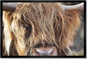 Poszter keretben 60x40 Skót tehén szarvakkal