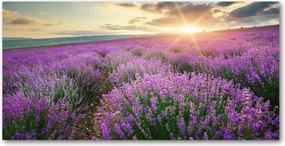 Fotó kép edzett üveg Levendula mező 140x70