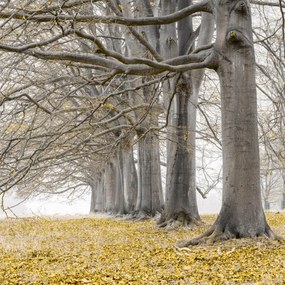 Poszter 60x60cm Fák egy sorban sárga levelek, Assaf Frank