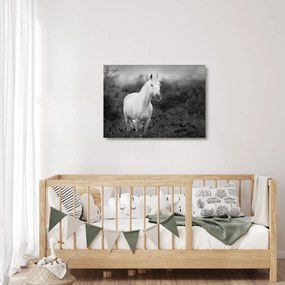 Egy fehér ló képe egy réten, fekete-fehér (üvegen) (70x50 cm)