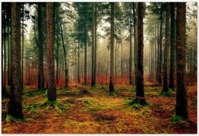 Poszterek 155x105 Erdei tĂĄj KilĂĄtĂĄs