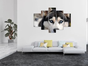 Husky kutya kép (150x105 cm)