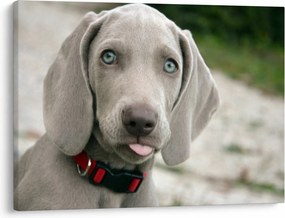 Kép - weimaraner kölyökkutya (70x50 cm)