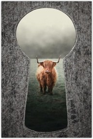 Poszterek 40x60 Skót szőrös tehén