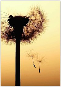 Poszterek 70x100 Pitypang Virág Virágok