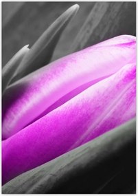 Poszterek 70x100 Lila tulipán