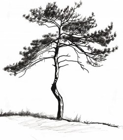 Poszter 39,5x55cm Magányos fenyő