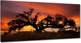 Vászonkép 60x30 Akác Afrikában