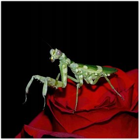 Poszter 70x70 Sáska piros virág