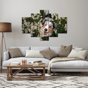 Kép - Ausztrál juhászkutya (150x105 cm)