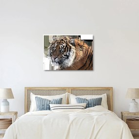 Tigris képe (üvegen) (70x50 cm)